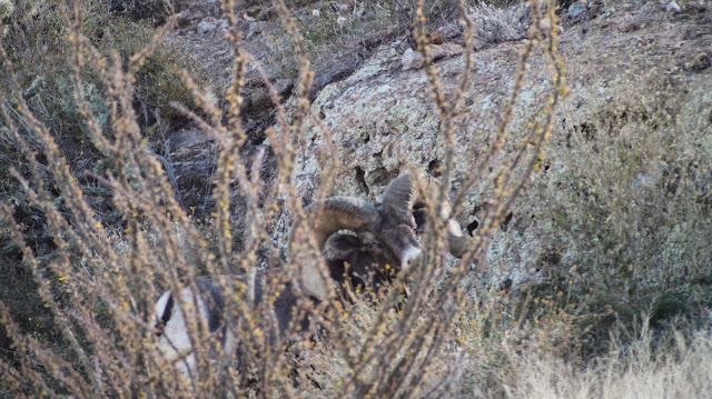 Hunting%2BDesert%2BBighorn%2BSheep%2BIn%2BArizona%2Bwith%2Bguides%2BColburn%2Band%2BScott%2BOutfitters%2BJay%2BScott%2Band%2BDarr%2BColburn%2B2.JPG