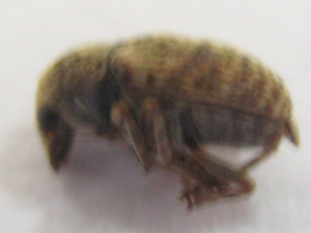 Dunia OPT Pengganggu Tumbuhan) Araecerus fasciculatus