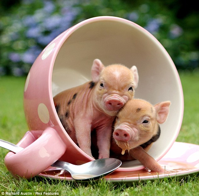 Cute pocket piglets of Pennywell Farm (6 pics) | Amazing Creatures Cute pocket piglets of Pennywell Farm (6 pics) | Amazing Creatures