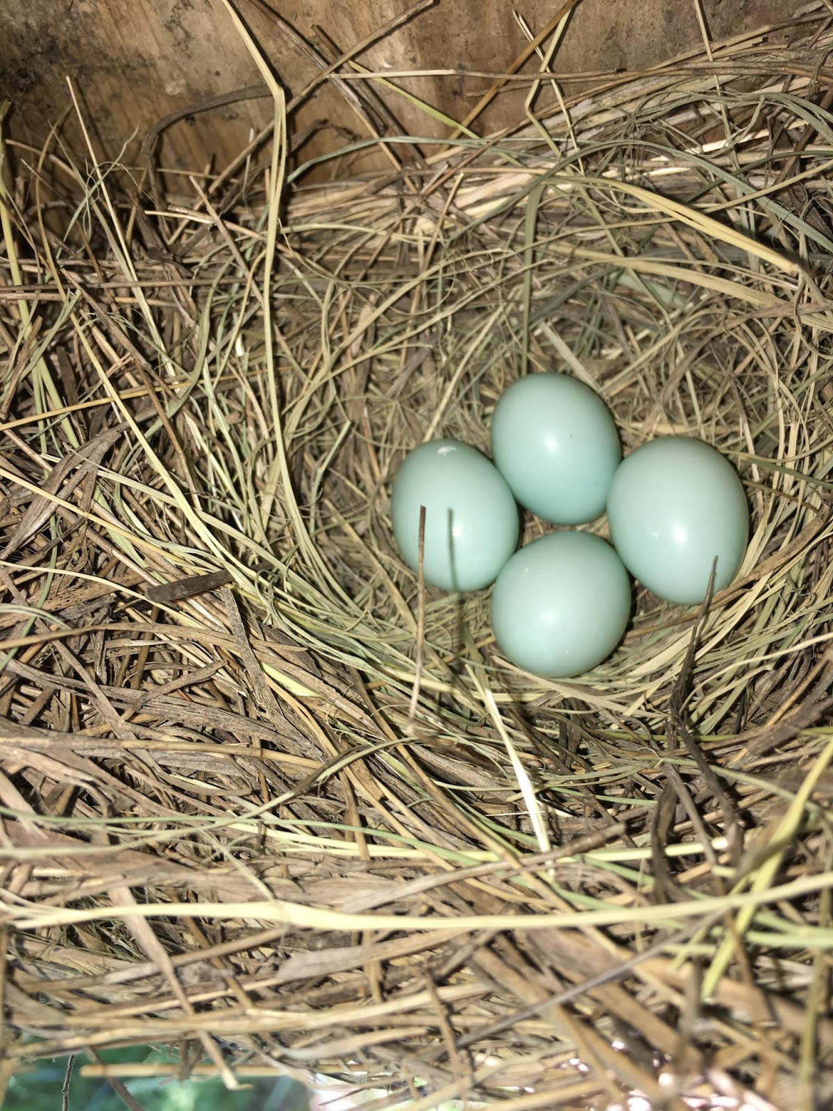 Pioneers Park Bluebirds: Don't count your eggs before they hatch?