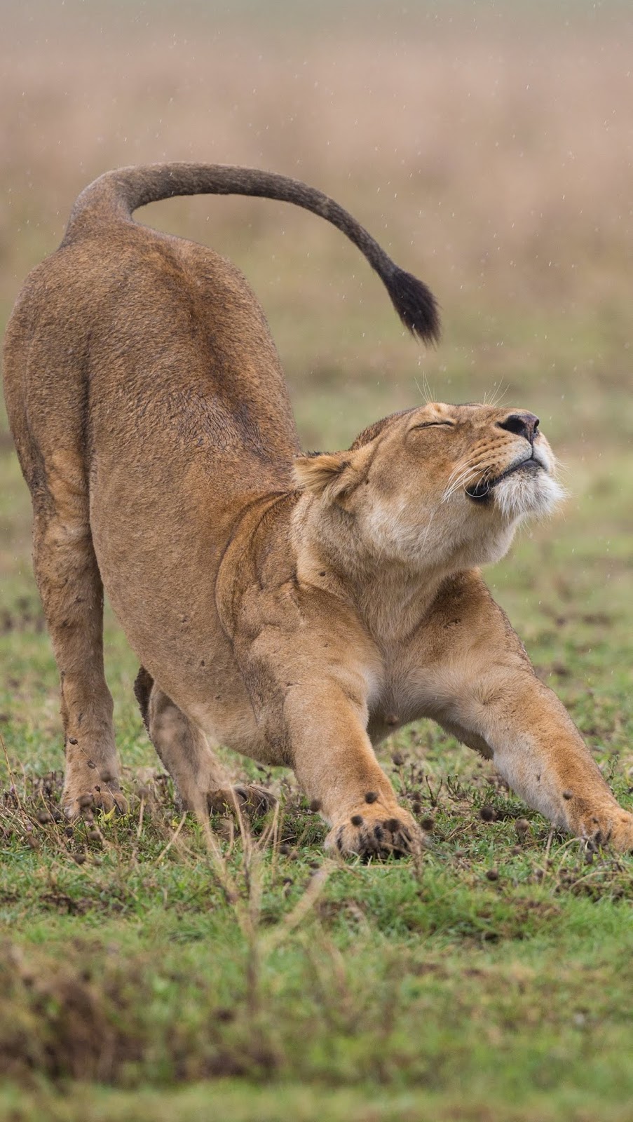A lioness yoga stretch.