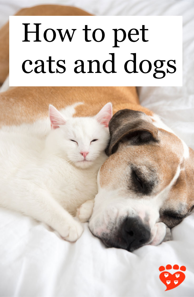 How To Pet Cats And Dogs