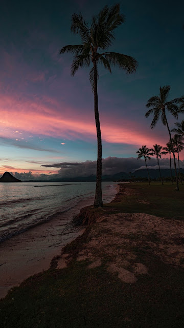 Aesthetic Palm Tree Sunset Beach Wallpaper Aesthetic Palm Tree Sunset Beach Wallpaper