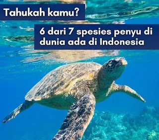 10 Fakta Luar Biasa Tentang Penyu Laut