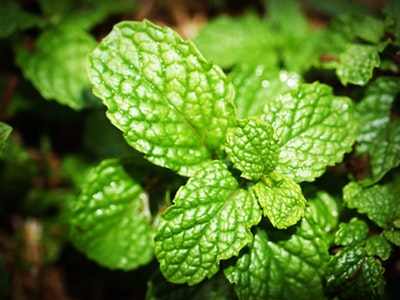 Can Dogs Eat Mint? Is Mint Safe For Dogs?