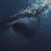 Novo poster de Great White, mais um filme de tubarão que chega nesse ano
