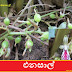 එනසාල් (Enasal - Elettaria Cardamomum) 