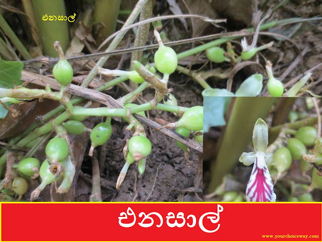 එනසාල් (Enasal - Elettaria Cardamomum) - Your Choice Way