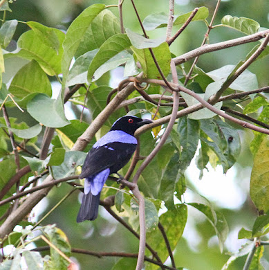 Asian Fairy Bluebird