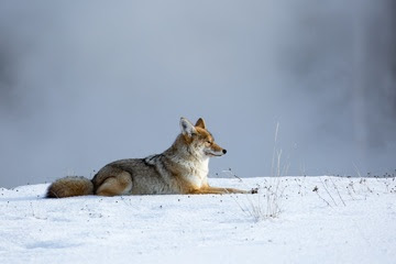 alt="coyote observando en un paisaje nevado"