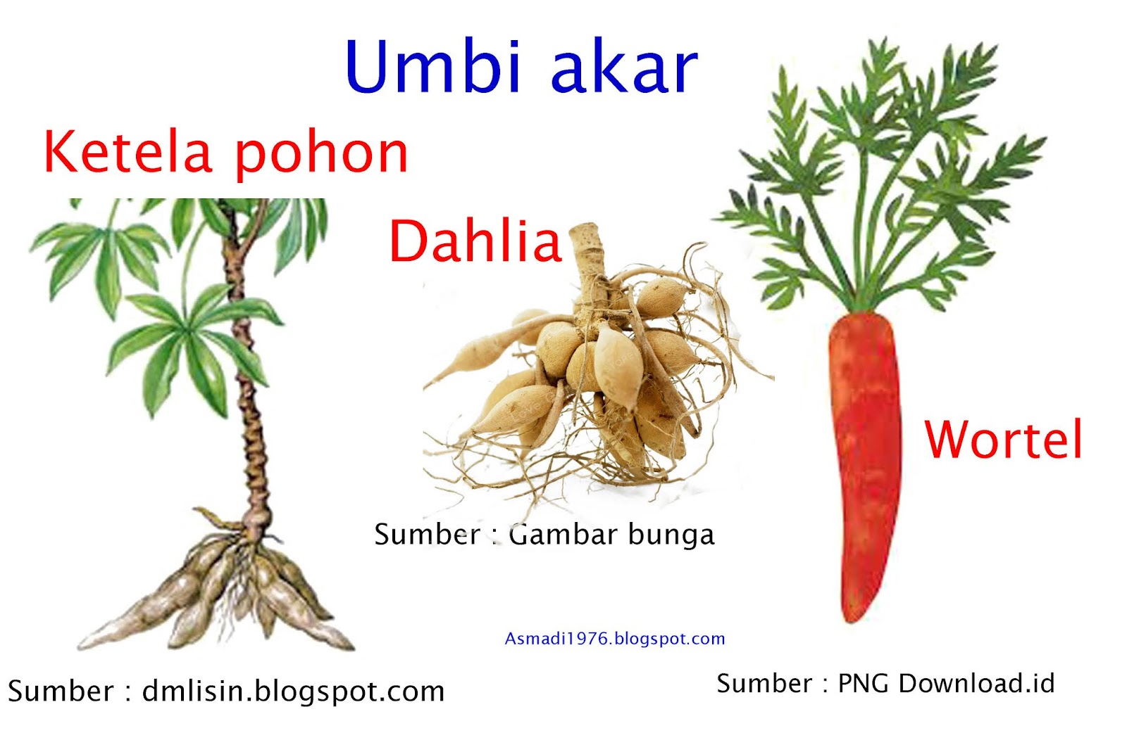 Reproduksi Vegetative Tumbuhan  Angiospermae ASMADI