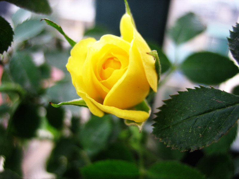 học cách sống chậm: Hình ảnh hoa hồng vàng đẹp dịu dàng làm hình nền - P2