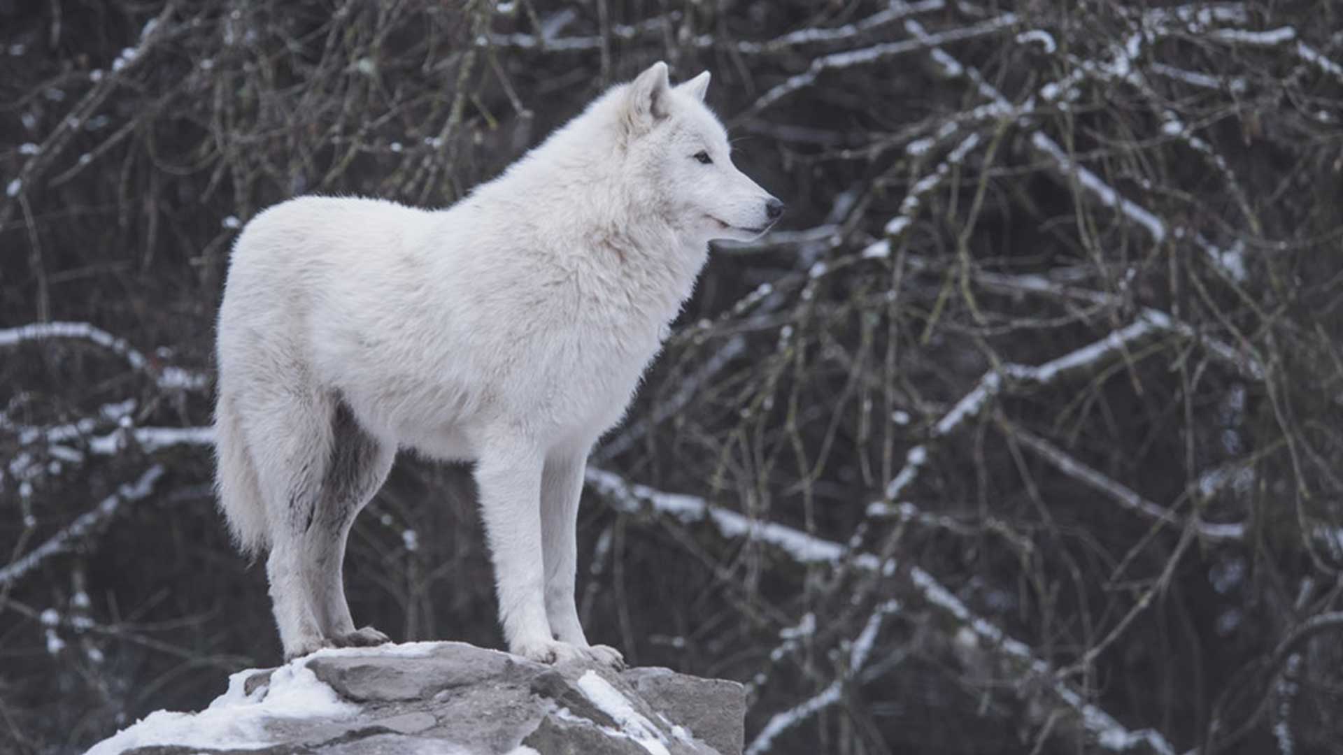 Kaliteli Resim Genis Ekran Bozkurt Resimleri Hd Wallpapers