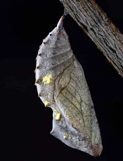 Der Schmetterlingskokon - Parabel - Leben Verwandlung und Entwicklung - Metamorphose