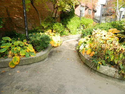 Downtown Toronto Fall Cleanup Before by Paul Jung Gardening Services--a Toronto Organic Gardening Services Company Downtown Toronto Fall Cleanup Before by Paul Jung Gardening Services--a Toronto Organic Gardening Services Company