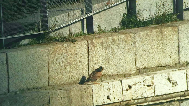 Falco tinnunculus, Cernícalo vulgar, excursión, Madrid Río