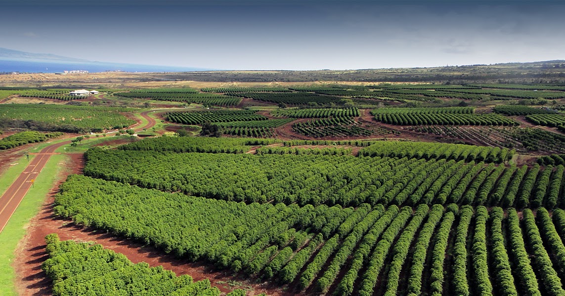KILIMO BORA CHA KAHAWA MAANDALIZI YA SHAMBA