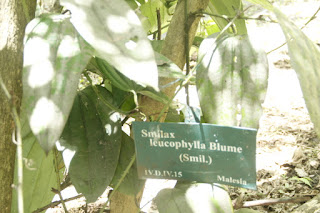  Tanaman canar adalah tanaman menjalar yang sering kita jumpai berada disekitar kita Manfaat Tanaman Canar (Smilax leucophylla)