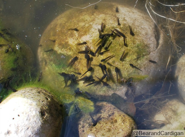 lots of tadpoles on stone. Water murky and stone green with algy