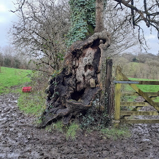 An incredibly whirly gnarly textured old ash tree growing at the edge of a hedge, by a wooden gate, the ground is slippery with dark mud