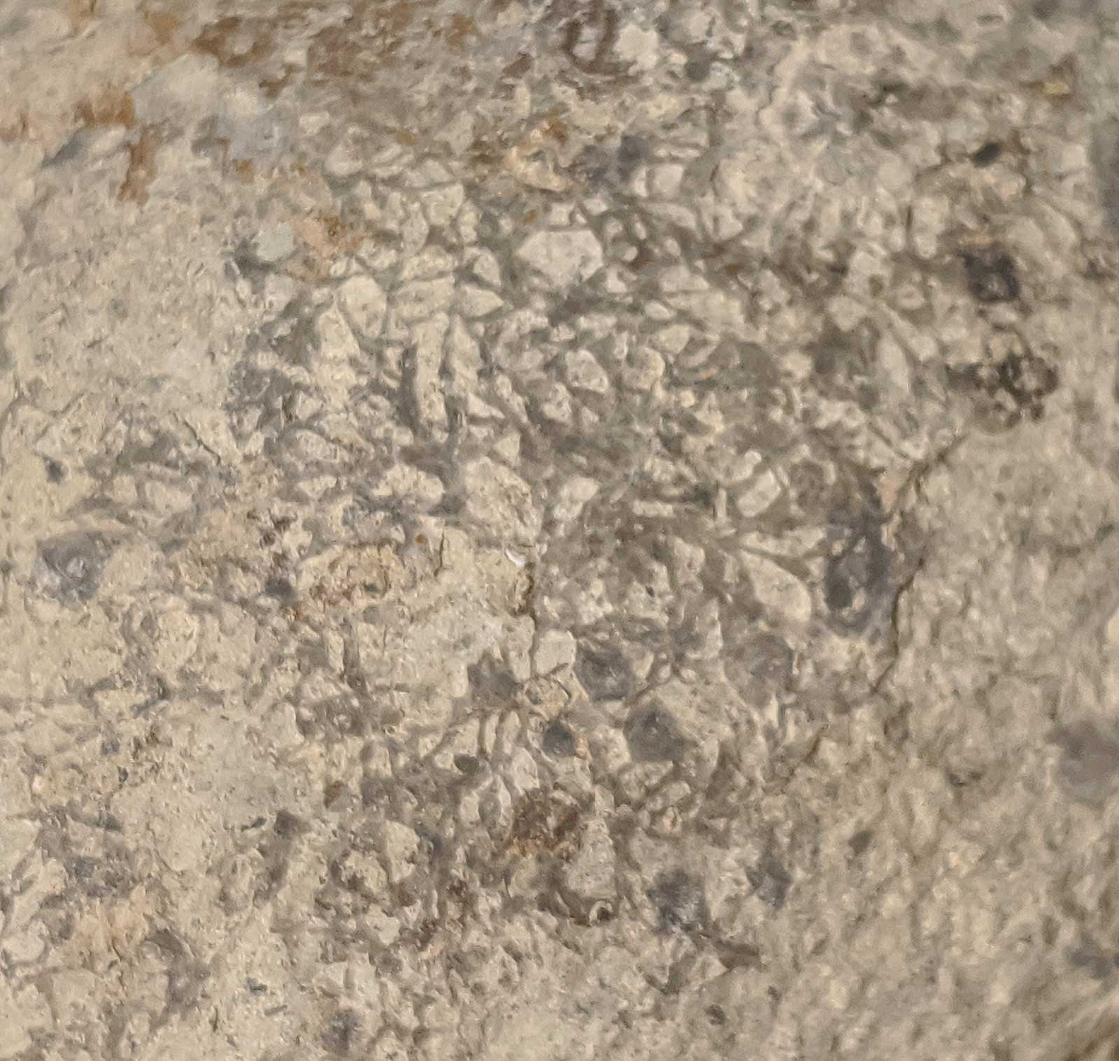 Louisville Fossils and Beyond Cast of Large Ambonychia Clam Fossil