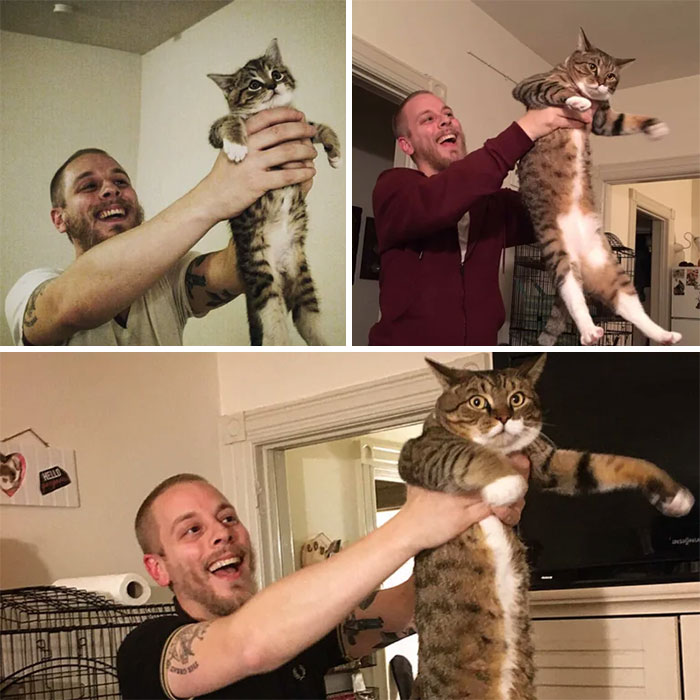 Amazing Transformations From Kitten To Cat