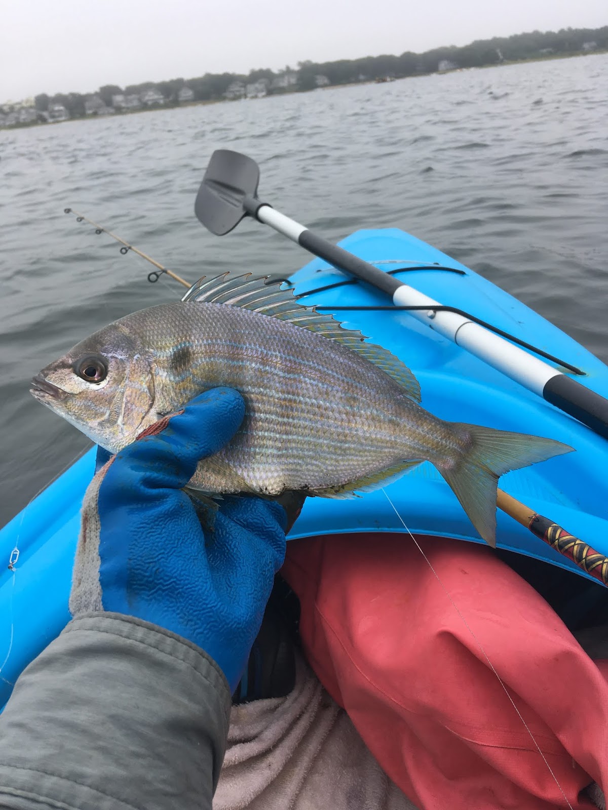 Nerdy Angler: Species Hunting Adventures - Part 4: Summer Visitors And ...