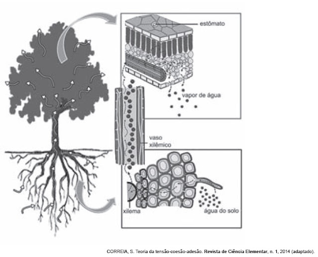 ENEM - FISIOLOGIA VEGETAL