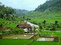 Gambar Sawah Indah dan Sejuk - Lucu dan Keren