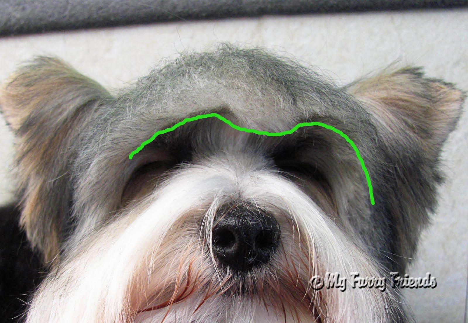 Pet Grooming: The Good, The Bad, & The Furry: Tuesday's Tip #39