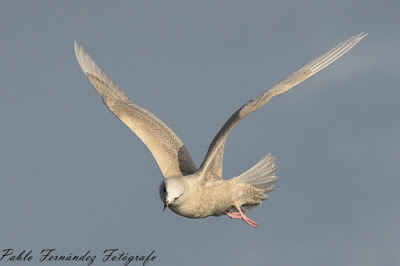 Gaviota polar (Larus glaucoides)