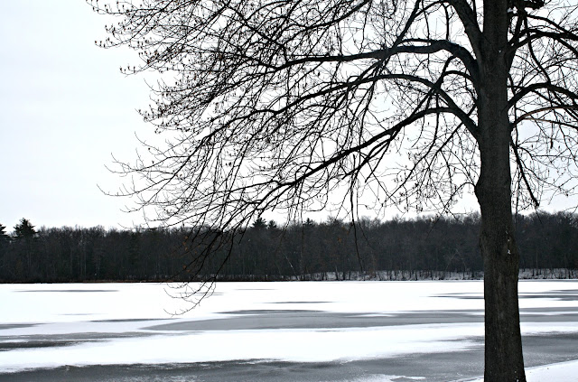 A tree covered in snow