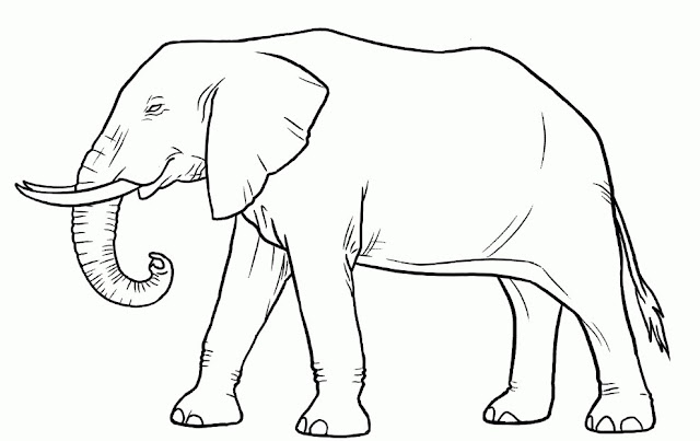 Sketsa Hewan Gambar Gajah