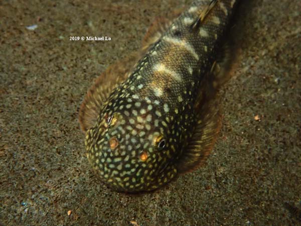 The rainforests of Borneo & Southeast Asia Gastromyzon farragus