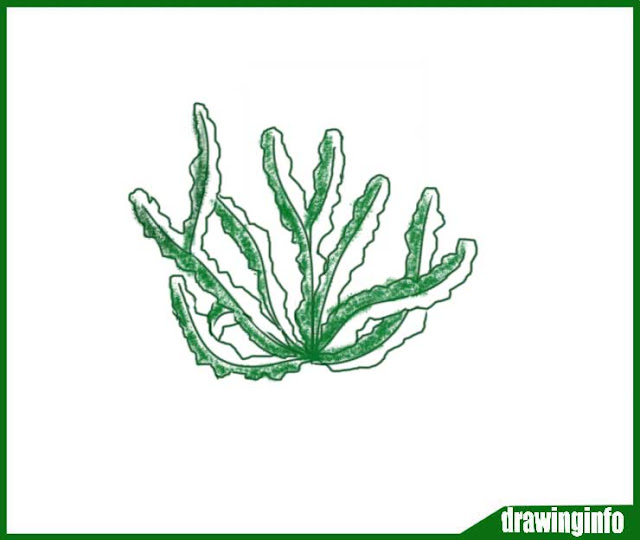 Best Drawing Of Algae Useful for