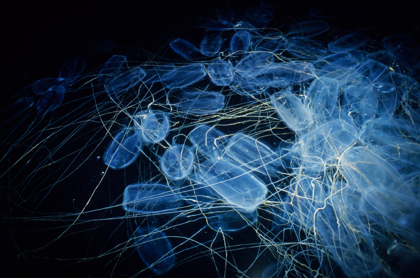 Weird, Wonderful and Wobbly Box Jellyfish Facts