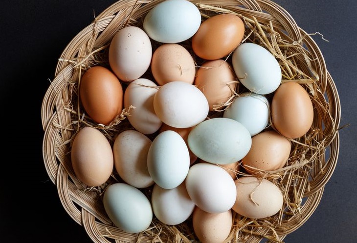  Arti  Mimpi  Melihat Telur Ayam yang Sangat Banyak Primbon 