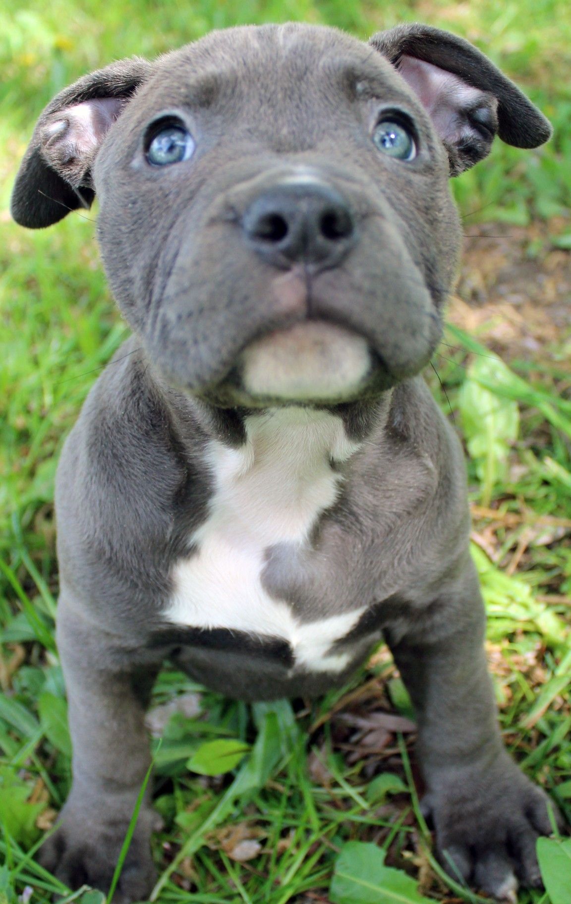 dog blue pitbull dog