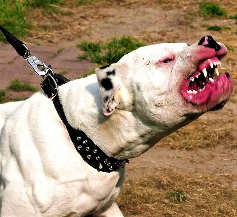 5. Бразильский фила