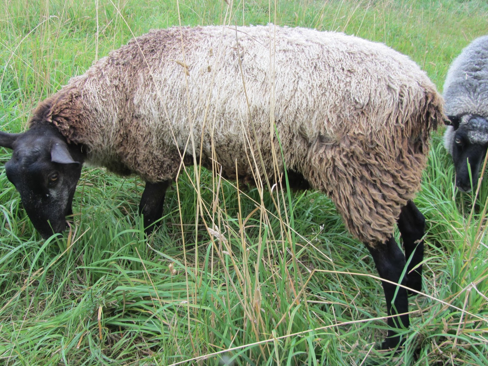 Ranfurly Farm Gotland Sheep 2016 SALE LIST Gotland, BFL and Gotland
