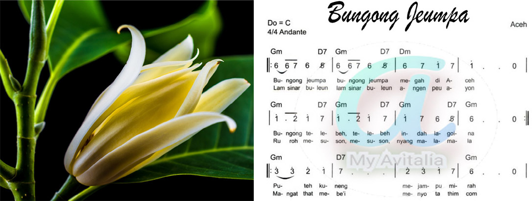 Lagu Bungong Jeumpa Asal Sejarah Lirik Terjemahan Dan Partitur Not Angka Serta Chordnya