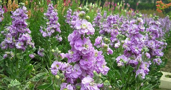 Tips on how to care for Stock flowers