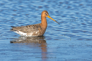 Wildlifefotografie Naturfotografie Dümmer See Uferschnepfe