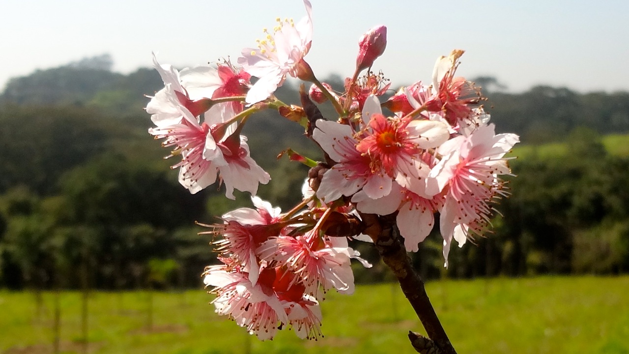 Parque do Carmo de SP comemora a florada das cerejeiras em 2021 ~ Áreas  Verdes das Cidades - Guia de Parques