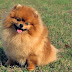 30 Things Pomeranians Should Never Eat