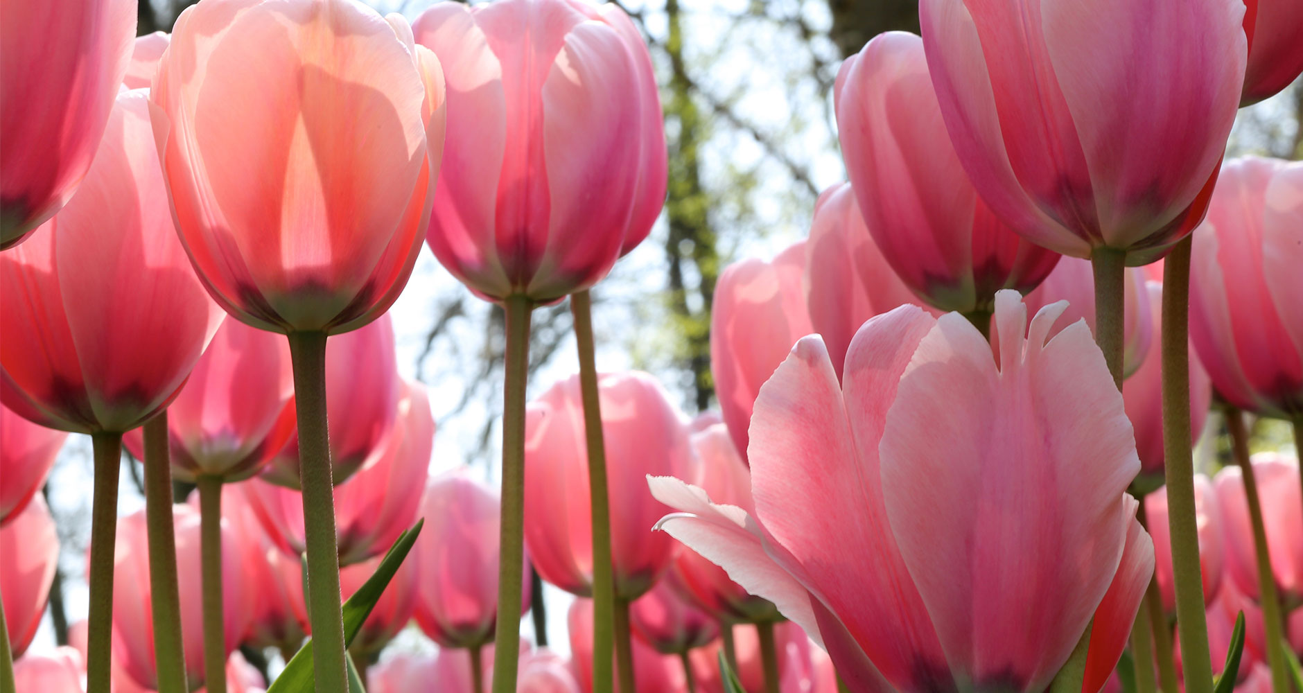 Top ten most beautiful flowers in the world