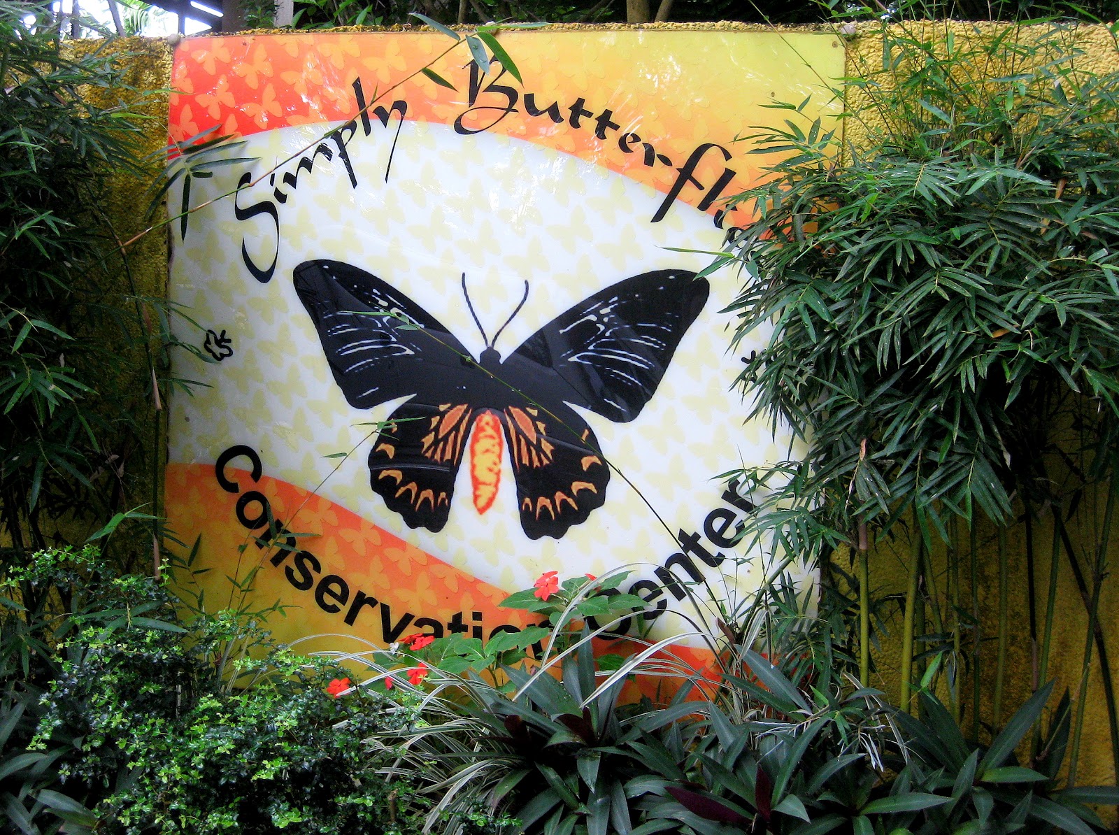 Turning Boholano Simply Butterflies Conservation Center