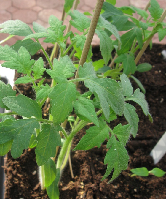 Growing Tomatoes in South Florida Now Here�s Something