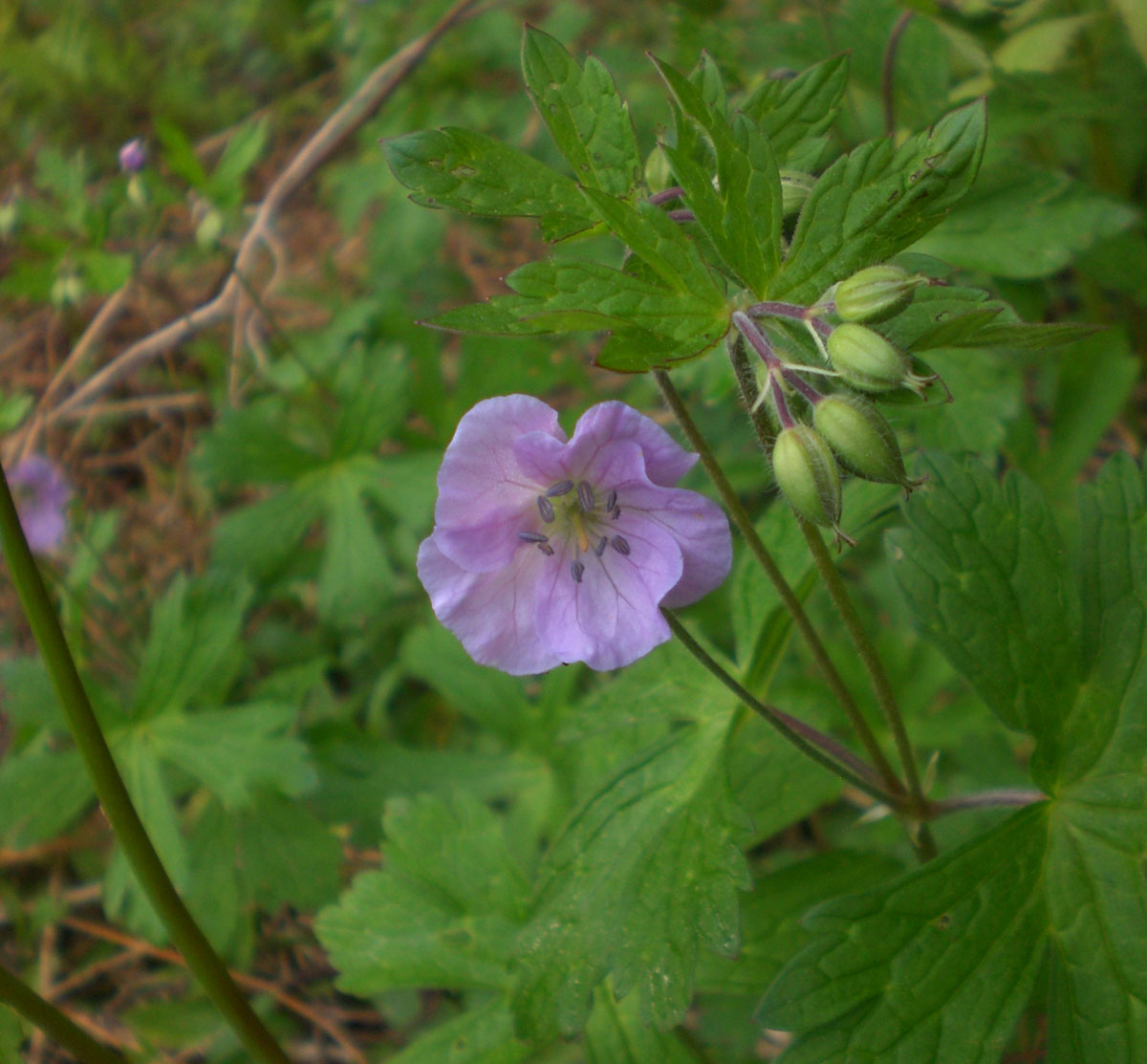 Woods Walks and Wildlife: May 2011