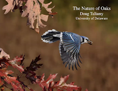 Wild Ones Presents "The Nature of Oaks: The Rich Ecology of Our Most Essential Native Trees"